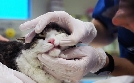 Tierärztin 24/7 | TV-Programm von 3sat