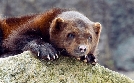 Tierische Überflieger | TV-Programm von 3sat