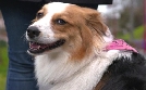 Der Hundeprofi - Rütters Team | TV-Programm von VOX