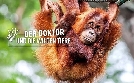 Der Doktor und die wilden Tiere | TV-Programm von RBB
