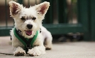 Dog House - Hundevermittlung mit Herz | TV-Programm von TLC