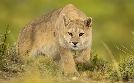 Wildes Patagonien  | Fr 03.07. 20:15 phoenix