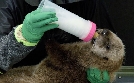 Mission Seeotter - Rettung für Kaliforniens Kelpwälder | TV-Programm von arte
