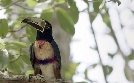 Naachtun - Verborgene Stadt der Mayas | TV-Programm von arte