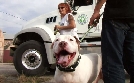 Pitbulls auf Bewährung | TV-Programm von TLC