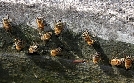 Schnittgut. Alles aus dem Garten | TV-Programm von BR