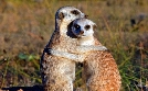 Abenteuer Wildnis | TV-Programm von BR