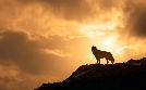 Fabelhafte Artgenossen - Der Wolf | TV-Programm von 3sat