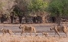 Die wilden Flüsse Afrikas  | Fr 10.07. 20:15 phoenix