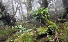 Lord Howe Island - Das gerettete Paradies | TV-Programm von arte