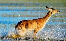 Die wilden Flüsse Afrikas | TV-Programm von phoenix