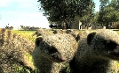 Das Waisenhaus für wilde Tiere | TV-Programm von RBB