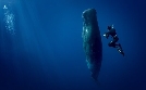 Abtauchen mit Giganten – Pottwale hautnah | TV-Programm von NDR
