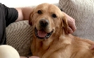 Der Hundeprofi - Rütters Team | TV-Programm von VOX