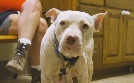 Pitbulls auf Bewährung | TV-Programm von TLC