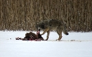 Wilder Grenzgänger - Der Wolf ist zurück | TV-Programm von arte