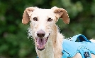 Tiere suchen ein Zuhause | TV-Programm von WDR