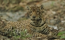 Guyana - Der Weg des Jaguars | TV-Programm von 3sat