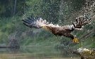 Expeditionen ins Tierreich | TV-Programm von NDR
