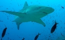 Das unbekannte Leben der Haie - Unterwegs im Meeresschutzgebiet Galápagos | TV-Programm von arte