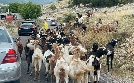 Die Albanischen Alpen - In den verwunschenen Bergen | TV-Programm von arte