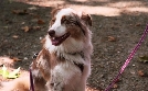 Der Hundeprofi - Rütters Team | TV-Programm von VOX