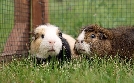 Tierisch tierisch | TV-Programm von mdr