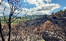 Waldbrände verhindern, aber wie? | TV-Programm von arte