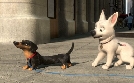 Bolt - Ein Hund für alle Fälle | TV-Programm von Disney Channel
