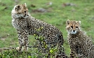 Kenia - Dem Regen hinterher | TV-Programm von arte