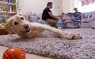 Der Hundeprofi | TV-Programm von VOX