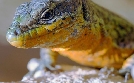 Kroatiens Küste - Endlos und wild | TV-Programm von arte