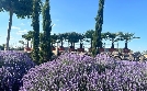 MDR Garten | TV-Programm von mdr