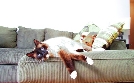 Der Katzenflüsterer | TV-Programm von TLC