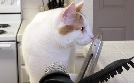 Der Katzenflüsterer | TV-Programm von TLC