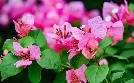 Schnittgut. Alles aus dem Garten | TV-Programm von BR