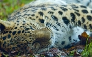 Tierische Doktoren | TV-Programm von arte