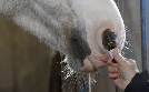 Tierische Doktoren | TV-Programm von arte