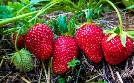 Schnittgut. Alles aus dem Garten | TV-Programm von ARD alpha HD