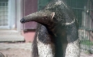 Elefant, Tiger & Co. | TV-Programm von mdr