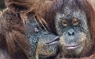 Verlorenes Paradies - Der Überlebenskampf der Orang-Utans | TV-Programm von phoenix