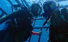 47 Meters Down | TV-Programm von RTLZWEI
