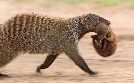 Serengeti | TV-Programm von 3sat