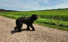 Der Hundeprofi - Rütters Team | TV-Programm von VOX