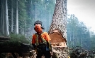 The Last Woodsmen | TV-Programm von DMAX