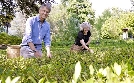 Gärten in den Alpen - Von Überlebenskünstlern, Exoten und Pionieren | TV-Programm von 3sat