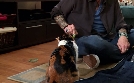 Der Katzenflüsterer | TV-Programm von TLC