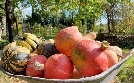 Bambus, Beet & Blaue Banane | TV-Programm von ARD alpha HD