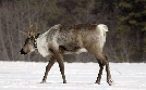 Rückeroberung der Rocky Mountains | TV-Programm von arte