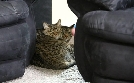 Der Katzenflüsterer | TV-Programm von TLC
